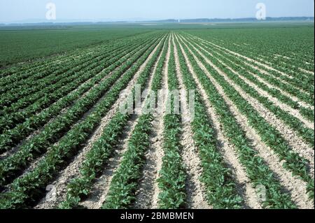 Large field of young opium poppy (Papaver somniferum) crop in straight rows on light soil in the Champagne Region, France Stock Photo