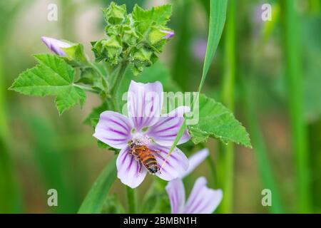 A bee pollinates a flower and collects honey Stock Photo