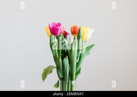 Beautiful multicolored tulips in a vase on white background Stock Photo