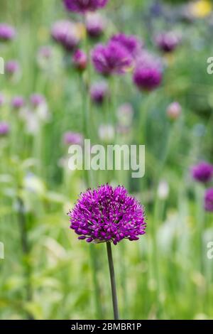 Allium 'Purple Sensation' in a cottage garden. Stock Photo