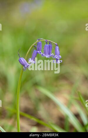 Close up of a single isolated bluebell - Hyacinthoides non scripta flowering in an English wood, England, UK. One of its flowers hanging by a thread.