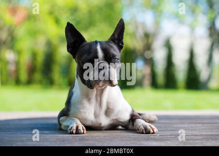 Boston Terrier napping on the terrace with half-closed eyes Stock Photo