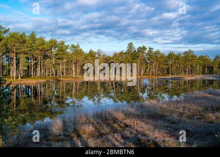 Lake at Viru Raba or bog swamp at Lahemaa national park in autumn Stock Photo