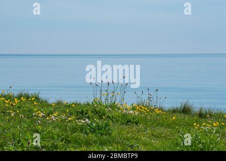 Charmouth Dorset, UK. 8th May 2020. UK Weather: A hot and sunny bank holiday afternoon at Charmouth, West Dorset.  Spring flowers on the cliff at Charmouth on a bright and sunny day during the coronavirus pandemic lockdown.  Credit: Celia McMahon/Alamy Live News. Stock Photo