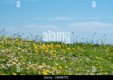 Charmouth Dorset, UK. 8th May 2020. UK Weather: A hot and sunny bank holiday afternoon at Charmouth, West Dorset.  Spring flowers on the cliff at Charmouth on a bright and sunny day during the coronavirus pandemic lockdown.  Credit: Celia McMahon/Alamy Live News. Stock Photo