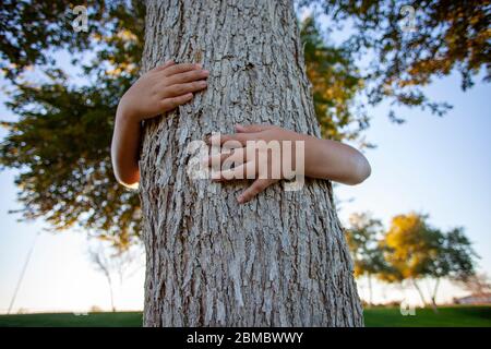 Arms wrapped around tree centered in late afternoon light Stock Photo