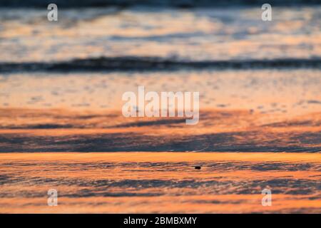 sunset on the seashore, gentle waves roll onto the beach sand with blurred background use as abstract nature, backdrop, wallpaper Stock Photo