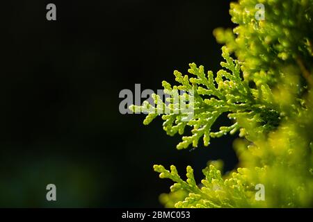 Leaves of Cedar Tree on black background Stock Photo