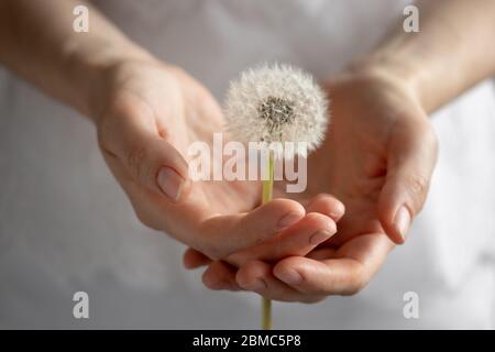 Female hands holding a dandelion clock Stock Photo