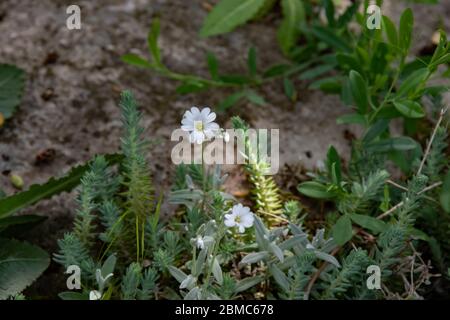 Tiny white flowers among defocused green leaves and succulents on flowerbed of Alpine slide in garden. Herbal texture of garden plants and flowers