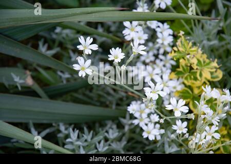 Bunch of tiny white flowers among lush variegated leaves and succulents on flowerbed of Alpine slide in garden. Herbal texture of garden plants and fl