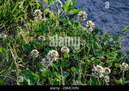 White flowers of clover plant with fresh green grass background and copy space on defocused grey stone surface. Summer blooming flowerbed. Floral gard Stock Photo