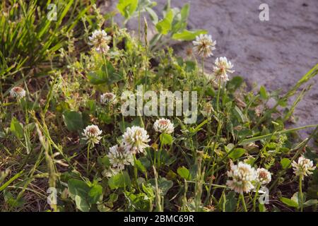 Lush white flowers of clover plant with fresh green leaves background and copy space on defocused grey stone surface. Blooming flowerbed in floral gar Stock Photo