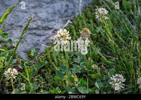 Fresh white flowers of clover plant with juicy green leaves background and copy space on defocused grey stone surface. Summer blooming flowerbed. Flor Stock Photo