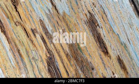 background texture-close up of golden colored tree bark on a diagonal  with a tiny bit of green moss Stock Photo