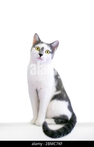A grey and white domestic shorthair cat sitting and looking at the camera Stock Photo