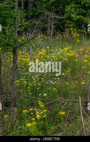 A field going uphill wide opened full of wildflowers weeds and tall grasses growing between the dead trees and fallen branches in late springtime Stock Photo
