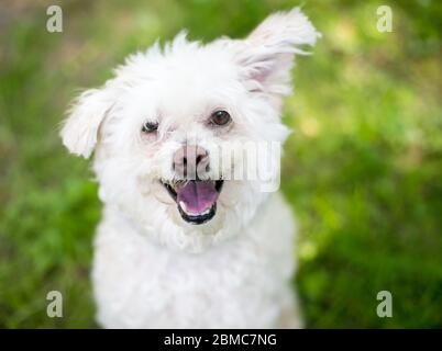 A furry white Poodle mixed breed dog looking up with a happy expression Stock Photo