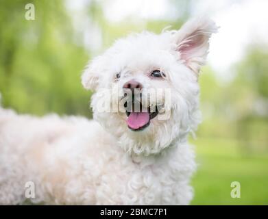 A furry white Poodle mixed breed dog with floppy ears and a happy expression Stock Photo