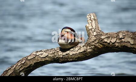 Mandarinente (Aix galericulata) sonnt sich auf einem liegenden Baumstamm auf dem Wasser. Langer See (Dahme), Berlin Stock Photo
