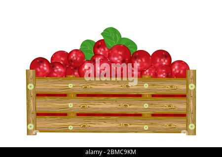 Lingonberry in box isolated on white background. Crate of juicy lingonberry. Eco farm, market, transportation. Label, package, banner, icon. Vector Stock Vector