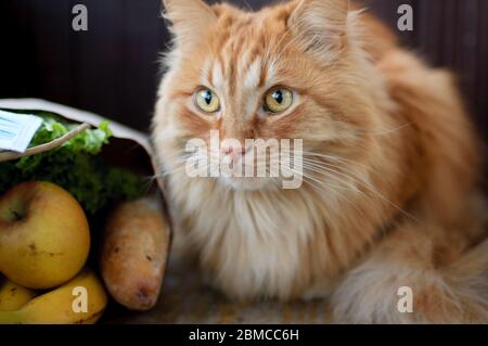 Red young cat is sitting on the floor near package with food and looking at the camera on big windows background on the balcony, domestic pets concept Stock Photo