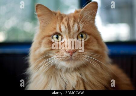 Red young cat is sitting on the floor and looking at the camera on big windows background on the balcony, domestic pets concept Stock Photo