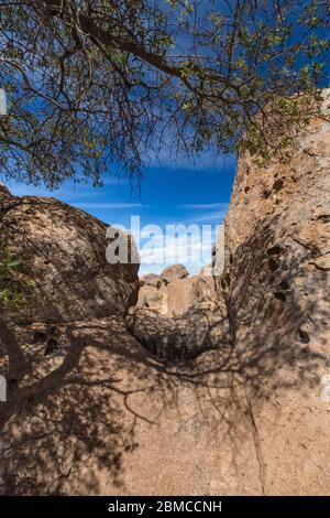 Oak tree limb and shadows on the volcanic rock formations of City of Rocks State Park, located between Silver City and Deming in the Chihuahuan Desert Stock Photo