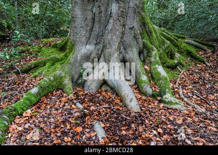 Roots of old beech tree covered with green moss Stock Photo