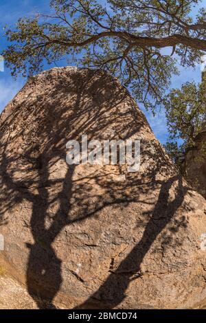 Oak tree limb and shadows on the volcanic rock formations of City of Rocks State Park, located between Silver City and Deming in the Chihuahuan Desert Stock Photo