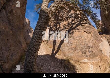 Oak tree limb and shadows on the volcanic rock formations of City of Rocks State Park, located between Silver City and Deming in the Chihuahuan Desert Stock Photo