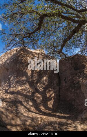 Oak tree limb and shadows on the volcanic rock formations of City of Rocks State Park, located between Silver City and Deming in the Chihuahuan Desert Stock Photo