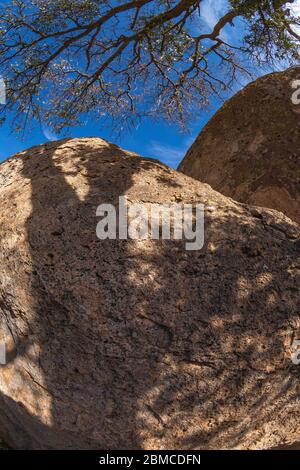 Oak tree limb and shadows on the volcanic rock formations of City of Rocks State Park, located between Silver City and Deming in the Chihuahuan Desert Stock Photo