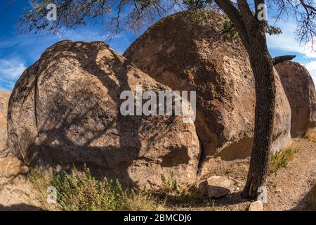 Oak tree limb and shadows on the volcanic rock formations of City of Rocks State Park, located between Silver City and Deming in the Chihuahuan Desert Stock Photo