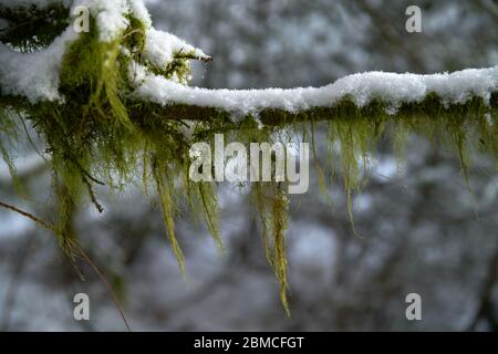 Beard Lichen and Snow Pacific Northwest. Beard Lichen hanging from the branches of a tree in the Pacific Northwest in winter. Stock Photo