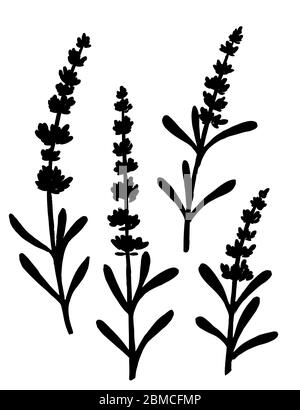 Black silhouette set of lavender flowers summer herbal natural bouquet flat vector illustration isolated on white background Stock Vector