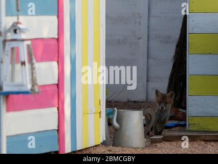 Loughborough, Leicestershire, UK. 8th May 2020. A fox cub explores a seaside-themed allotment at dusk. Credit Darren Staples/Alamy Live News. Stock Photo