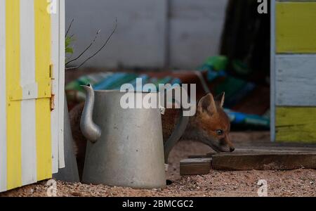 Loughborough, Leicestershire, UK. 8th May 2020. A fox cub explores a seaside-themed allotment at dusk. Credit Darren Staples/Alamy Live News. Stock Photo