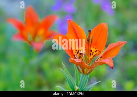 Wood lily (Lilium philadelphicum) Bow Valley Provincial Park, Alberta, Canada Stock Photo