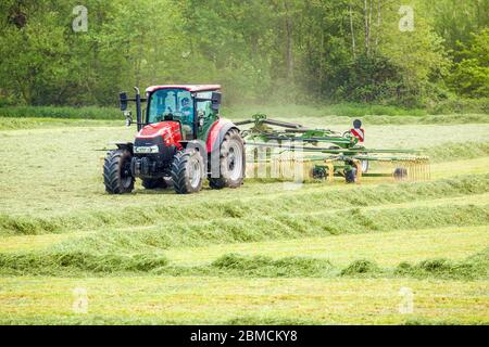 Red Massey Ferguson 7624 tractor tuning cut grass ready for it to dry and be harvested and collected for silage in  Cheshire rural farmland Stock Photo