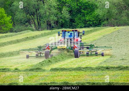 Red Massey Ferguson 7624 tractor tuning cut grass ready for it to dry and be harvested and collected for silage in  Cheshire rural farmland Stock Photo