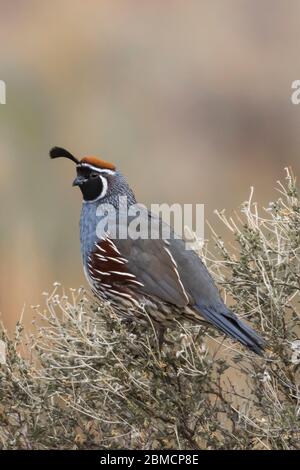 Male Gambel's Quail, Callipepla gambelii, perched on sagebrush in City of Rocks State Park, located between Silver City and Deming in the Chihuahuan D Stock Photo