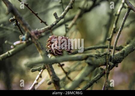 Pine cone in a tree Stock Photo