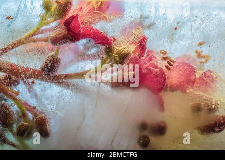Frozen pink chestnut blossom - creative floral background Stock Photo