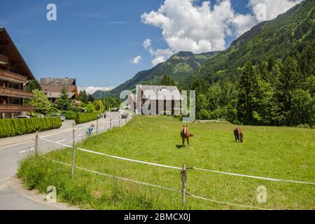 Two well-groomed brown horses graze in a wide green meadow on the outskirts of the small resort village of Champery in Switzerland. Stock Photo