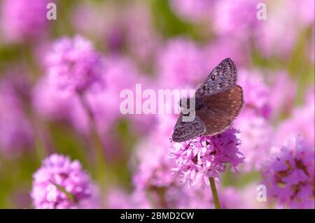 Propertius Duskywing butterfly, aka Western Oak Dusky Wing, Erynnis propertius, on Sea blush Plectritis congesta, Catherine Creek, the Columbia River Stock Photo
