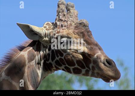 Giraffe head close up. Giraffenkopf hautnah. G?owa ?yrafy z bliska. �L�i¹�^�P�]�� Stock Photo