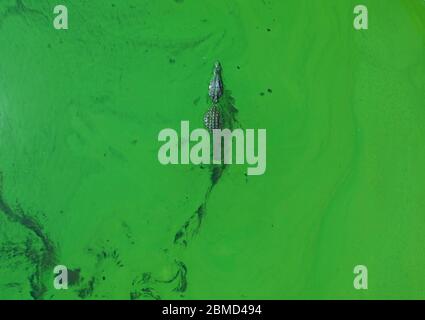 Pahokee, Florida, USA. 8th May, 2020. An alligator swims through blue-green algae in Lake Okeechobee. The blooms are a common summer phenomenon on the lake and can be toxic. Credit: Greg Lovett/ZUMA Wire/Alamy Live News Stock Photo