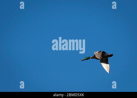 Male Mallard Duck (Anas platyrhynchos) in flight against a blue sky, Cheshire, England, UK Stock Photo