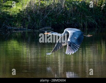 Grey Heron (Ardea cinerea) in flight, Cheshire, England, UK Stock Photo